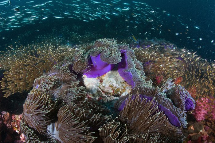 Magnificent Anemone