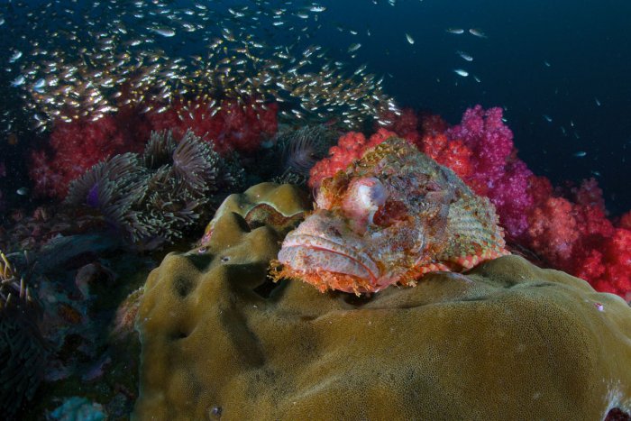 Bearded Scorpionfish