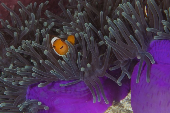 Nemo