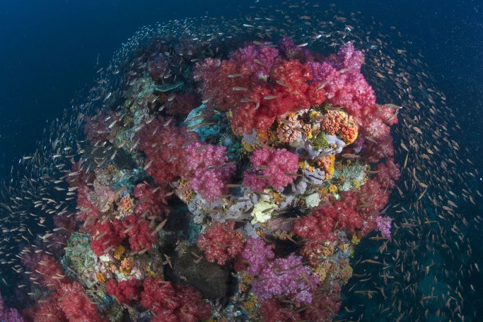 colorful corals