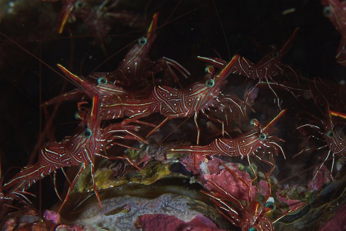 Dancing Shrimp