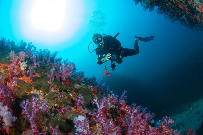 Hemprichs Soft Coral